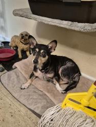 Shelter Stray Female Dog last seen VANCE JACKSON, 4710 TX-151, San Antonio, TX 78227, USA