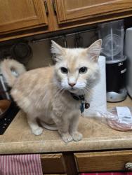 Shelter Stray Male Cat last seen Near BLOCK VANCE JACKSON, 4710 TX-151, San Antonio, TX 78227, USA