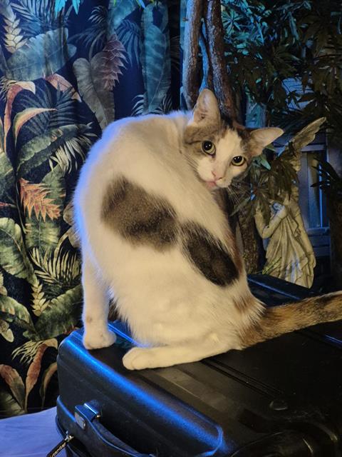 Shelter Stray Female Cat last seen Near BLOCK VANCE JACKSON, 4710 TX-151, San Antonio, TX 78227, USA