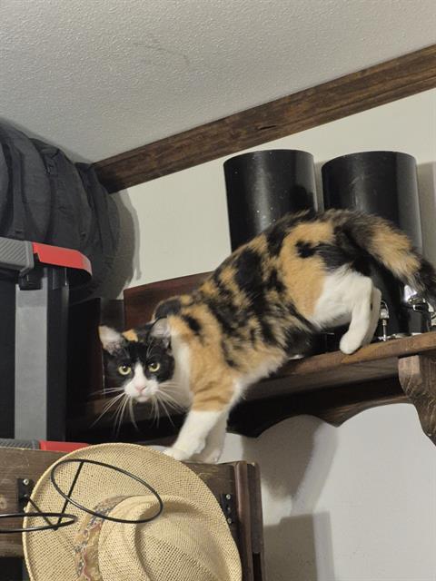 Shelter Stray Female Cat last seen Near BLOCK VANCE JACKSON, 4710 TX-151, San Antonio, TX 78227, USA