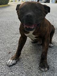 Shelter Stray Male Dog last seen Near BLOCK HISPANOLA AVE, 3599 NW 79th Ave, Doral, FL 33122, USA