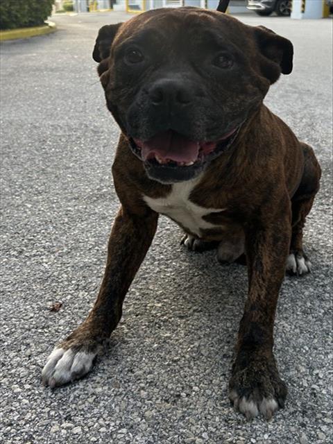 Shelter Stray Male Dog last seen Near BLOCK HISPANOLA AVE, 3599 NW 79th Ave, Doral, FL 33122, USA