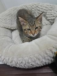 Shelter Stray Male Cat last seen CHARLOTTE, 8315 Byrum Dr, Charlotte, NC 28217, USA