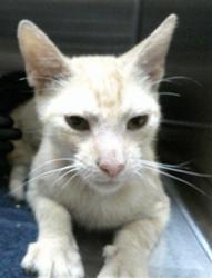 Shelter Stray Male Cat last seen , 232 Eslinger Way, Sanford, FL 32773, USA