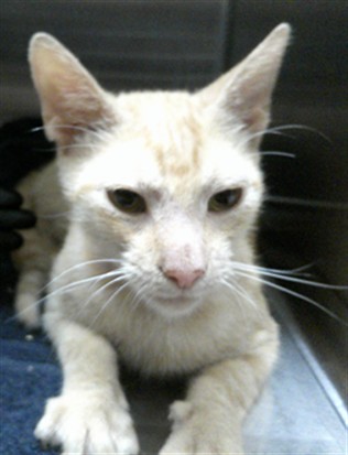 Shelter Stray Male Cat last seen , 232 Eslinger Way, Sanford, FL 32773, USA
