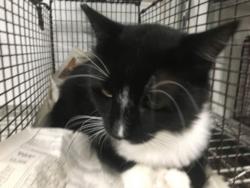 Shelter Stray Male Cat last seen , 14409 Vanowen St, Van Nuys, CA 91405, USA