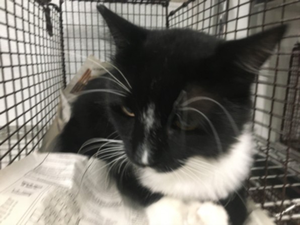 Shelter Stray Male Cat last seen , 14409 Vanowen St, Van Nuys, CA 91405, USA