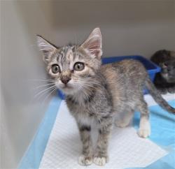 Shelter Stray Female Cat last seen PINEWOOD ST BAKERSFIELD, 201 S Mt Vernon Ave, Bakersfield, CA 93307, USA