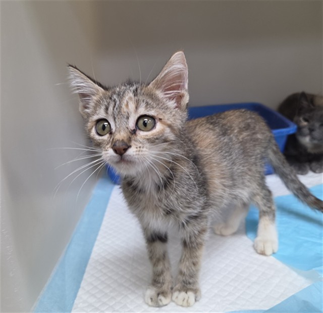 Shelter Stray Female Cat last seen PINEWOOD ST BAKERSFIELD, 201 S Mt Vernon Ave, Bakersfield, CA 93307, USA