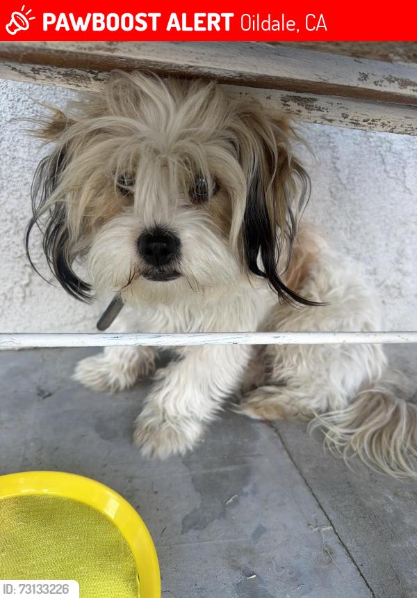 Lost Male Dog last seen Ann Arbor dr and Francis st ,, Oildale, CA 93308