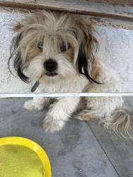 Lost Male Dog last seen Ann Arbor dr and Francis st ,, Oildale, CA 93308