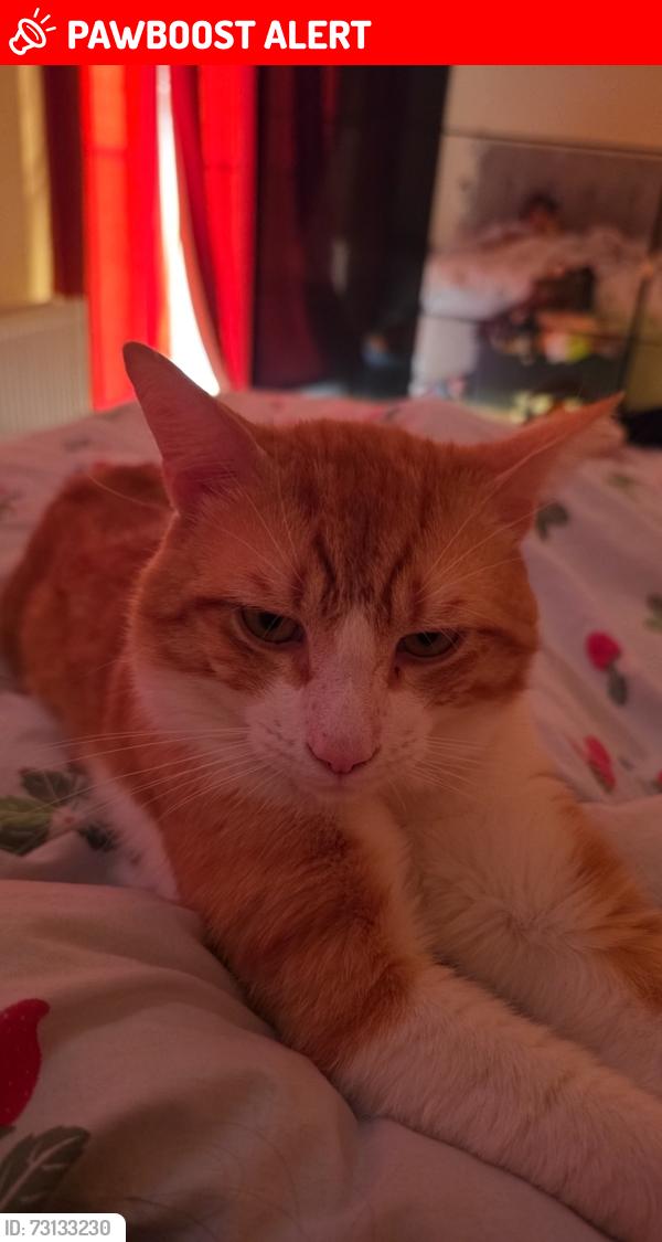 Lost Male Cat last seen Cambridge avenue, Greater London, England 