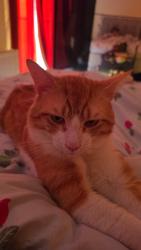Lost Male Cat last seen Cambridge avenue, Greater London, England 