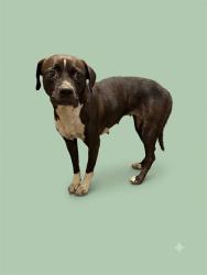 Shelter Stray Female Dog last seen RED ROBIN DR, 2020 Forest St, Jacksonville, FL 32204, USA