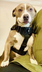 Shelter Stray Female Dog last seen , 11361 W Pico Blvd, Los Angeles, CA 90064, USA