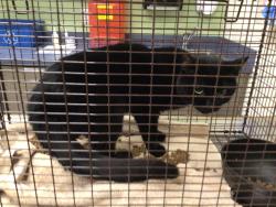 Shelter Stray Unknown Cat last seen Near BLOCK SIEGAL CT, 12155 Park Blvd, Brighton, CO 80601, USA