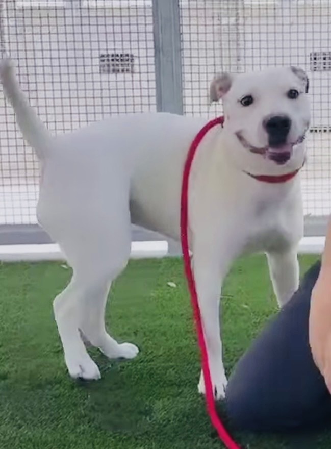 Shelter Stray Female Dog last seen , 1850 W 60th St, Los Angeles, CA 90047, USA