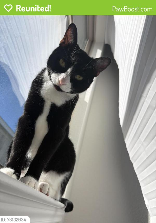 Reunited Male Cat last seen Mustang Crossing Alvin Texas, Alvin, TX 77511