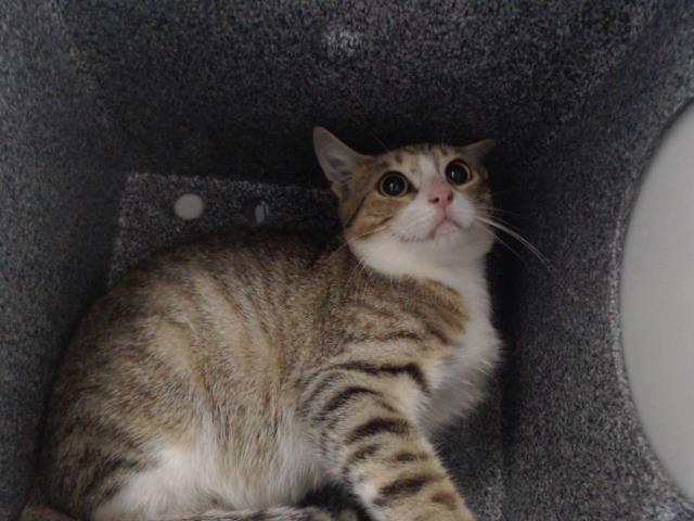 Shelter Stray Female Cat last seen , 2769 Conroy Rd, Orlando, FL 32839, USA