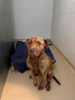 Shelter Stray Female Dog last seen ALAMANCE COUNTY, 221 Stone Quarry Rd, Burlington, NC 27217, USA