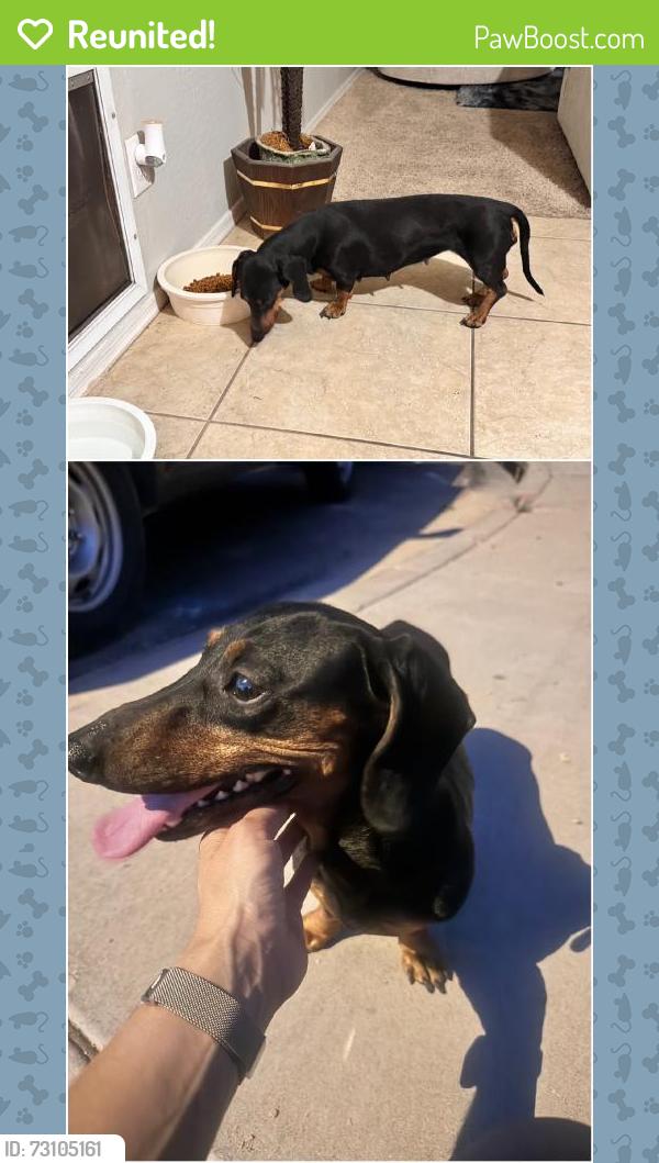 Reunited Female Dog last seen Near W Mountain View Dr, Avondale, AZ 85323, USA, Avondale, AZ 85323