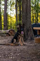 Reunited Male Dog last seen Dorchester & Bacons Bridge, Summerville, SC 29485