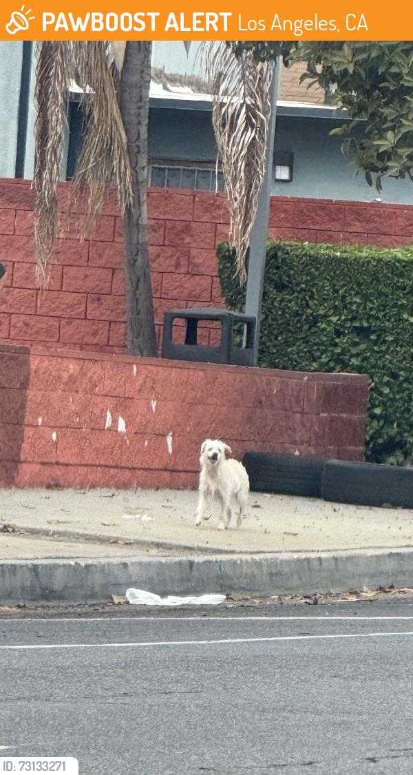 Found/Stray Unknown Dog last seen At McDonalds parking lot, Los Angeles, CA 90061