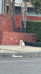 Found/Stray Unknown Dog last seen At McDonalds parking lot, Los Angeles, CA 90061