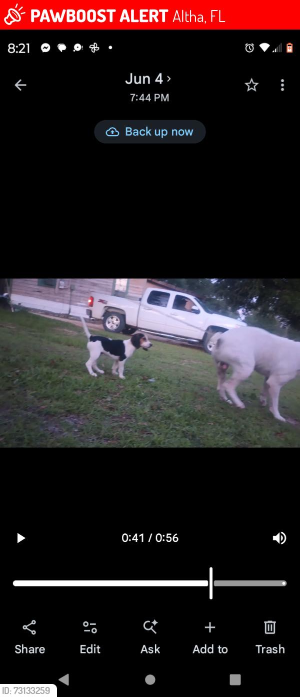Lost Male Dog last seen Malone rd, Altha, FL 32421