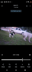 Lost Male Dog last seen Malone rd, Altha, FL 32421