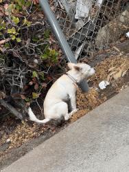 Found/Stray Unknown Dog last seen Reed Ave, Sunnyvale, CA 94086