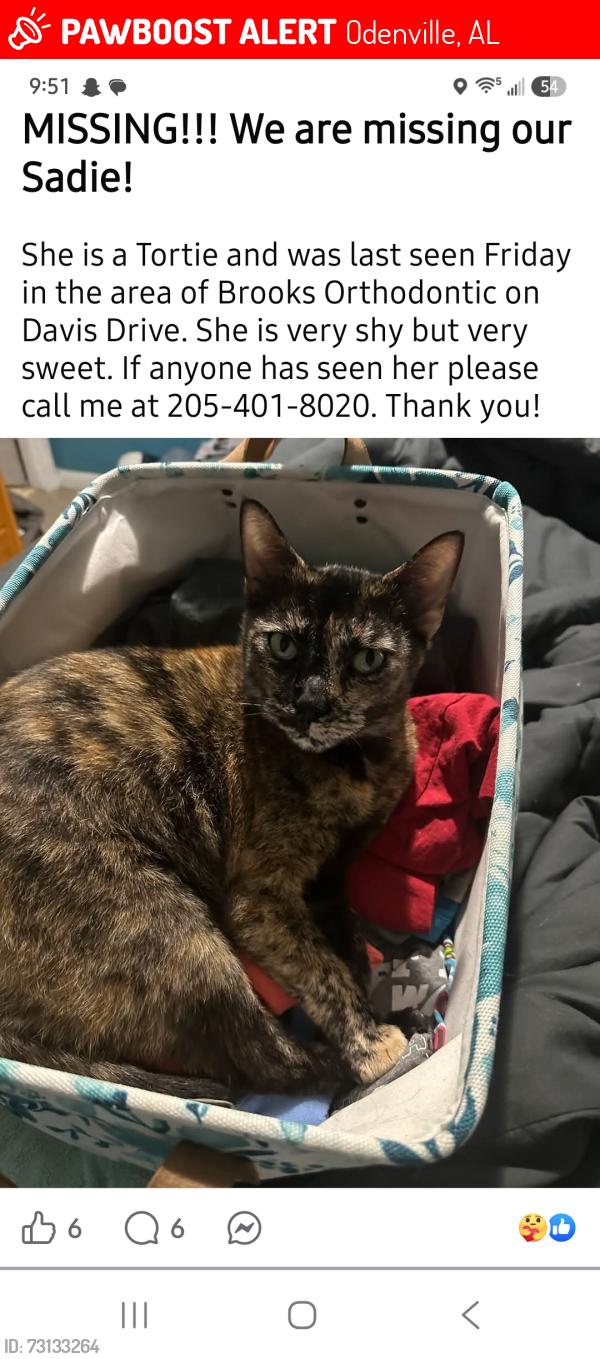 Lost Female Cat last seen Brooks orthodontic, Odenville, AL 35120