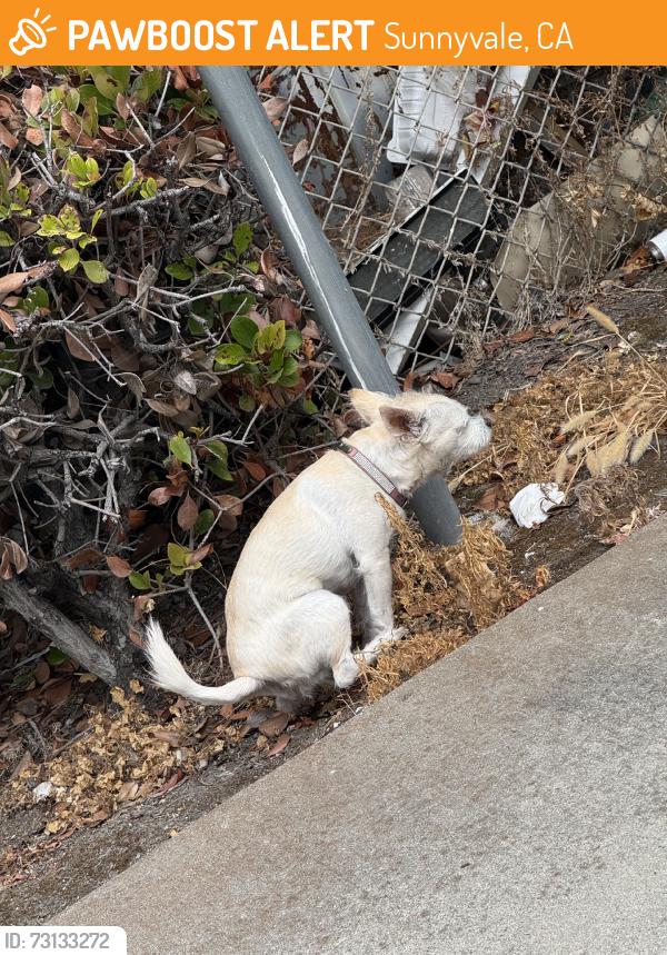 Found/Stray Unknown Dog last seen Reed Ave, Sunnyvale, CA 94086