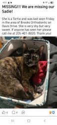 Lost Female Cat last seen Brooks orthodontic, Odenville, AL 35120