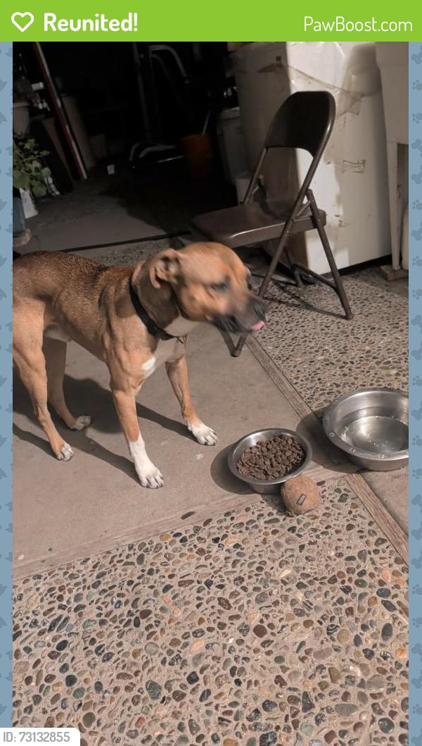 Reunited Male Dog last seen Near Barbara Pl, Salinas, Ca, 93905, Salinas, CA 93905