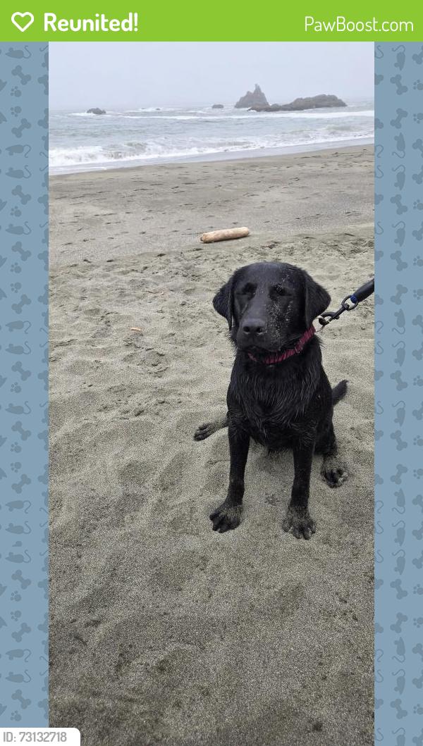 Reunited Female Dog last seen Silver Ridge Lane and Mt Aukum, El Dorado County, CA 95667