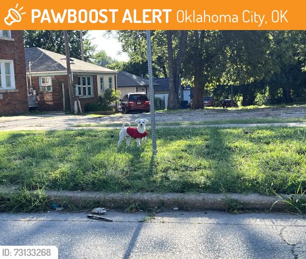 Found/Stray Unknown Dog last seen Northside 10th / Indiana, Oklahoma City, OK 73106