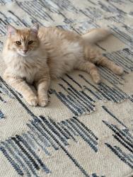 Lost Male Cat last seen Normandie and 15th near St Sophia Greek Orthodox, Los Angeles, CA 90006