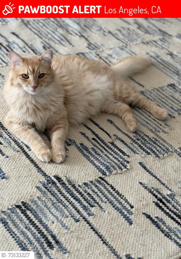 Lost Male Cat last seen Normandie and 15th near St Sophia Greek Orthodox, Los Angeles, CA 90006