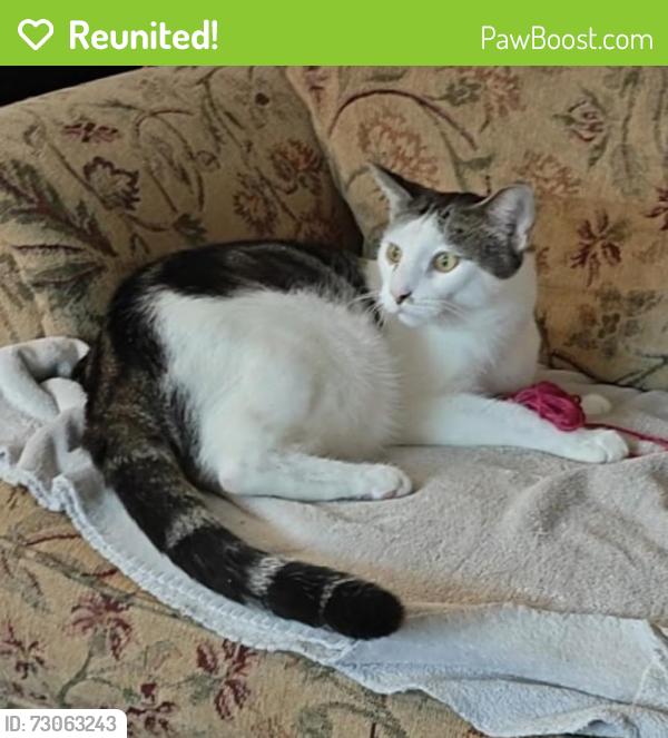 Reunited Male Cat last seen West Ridge St. and Noble Blvd., Carlisle, PA 17013
