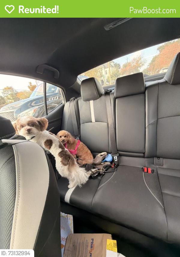 Reunited Female Dog last seen Near Caversham Dr, Houston, TX 77096, USA, Houston, TX 77096
