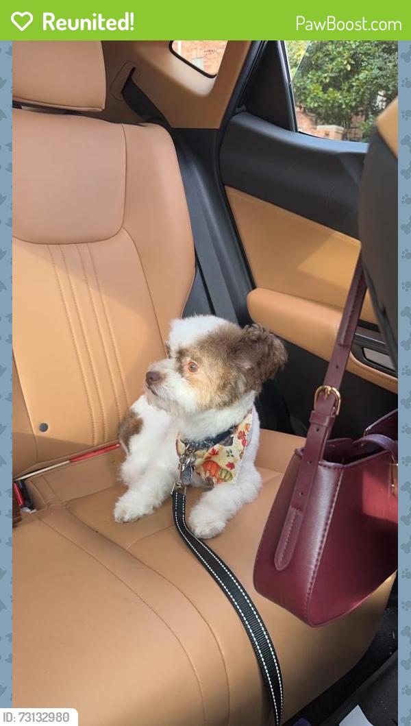 Reunited Male Dog last seen Near Caversham Dr, Houston, TX 77096, USA, Houston, TX 77096