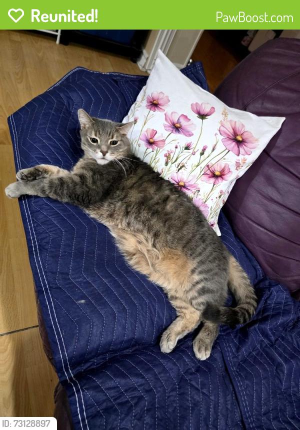 Reunited Male Cat last seen Rexdale and Martin Grove, Toronto, ON M9W 4R9