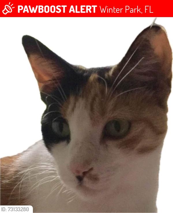 Lost Female Cat last seen Northwood & Syamore Dr, Winter Park, FL 32789