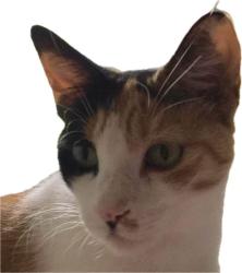 Lost Female Cat last seen Northwood & Syamore Dr, Winter Park, FL 32789