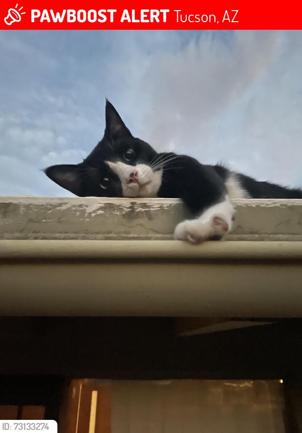 Lost Female Cat last seen Grant and park ave, Tucson, AZ 85719