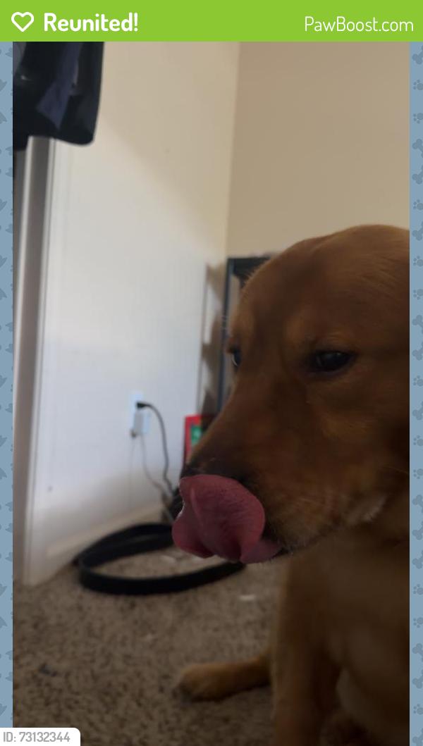 Reunited Male Dog last seen Ne 80th st, Kansas City, MO 64158