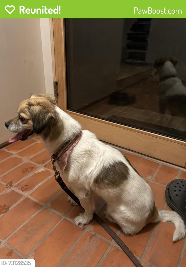 Reunited Female Dog last seen Stratford Rd & N Ave 57, Los Angeles, CA 90042