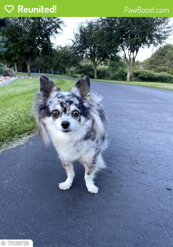 Reunited Female Dog last seen Omaha and 10th St, West Lakeland Township, MN 55082