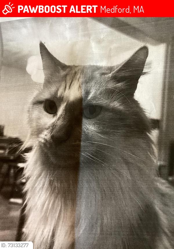 Lost Male Cat last seen Main St Medford Ma, Medford, MA 02155